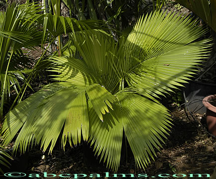 Palms, tropical palms